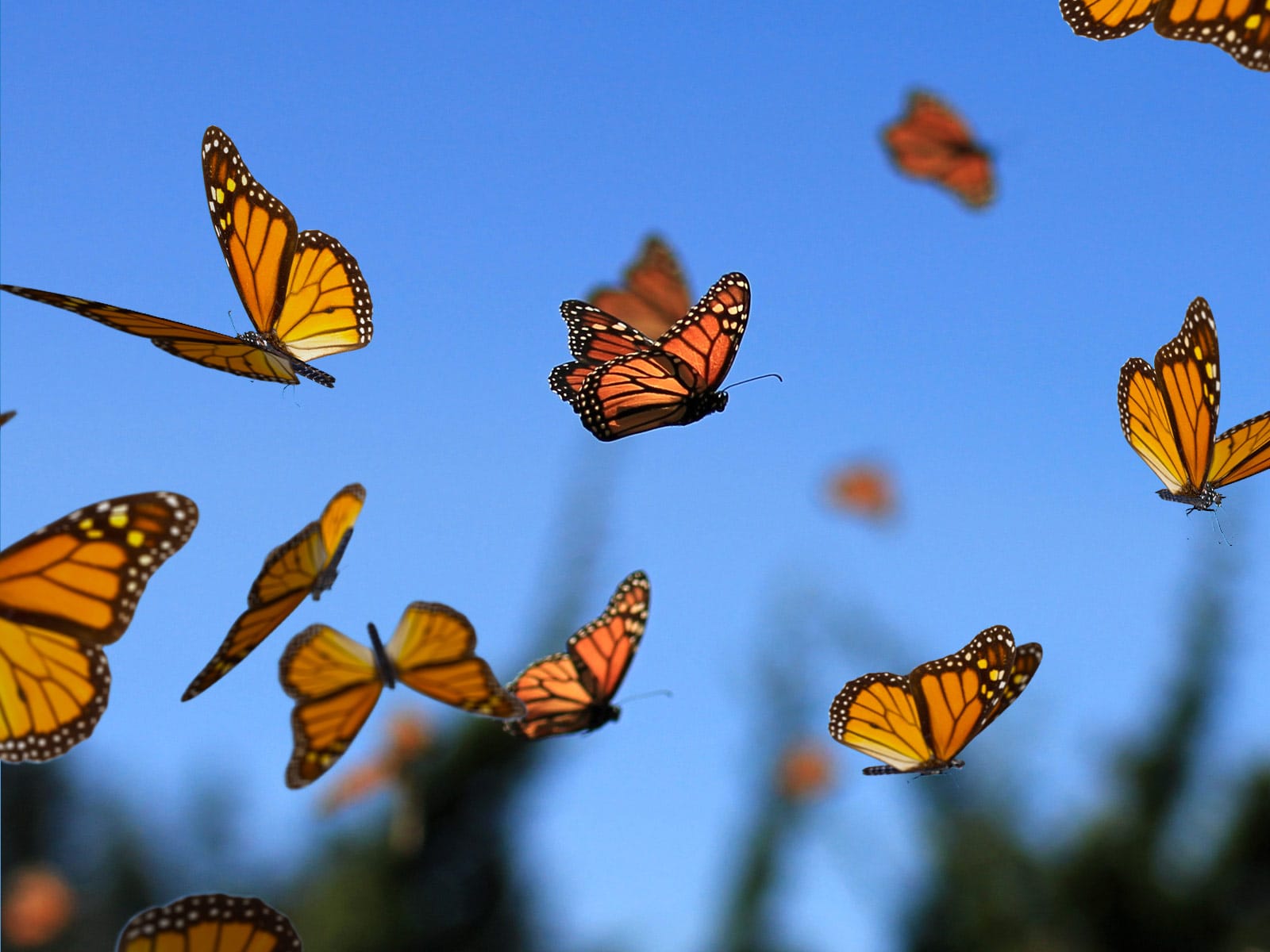 Monarch butterflies fill the air